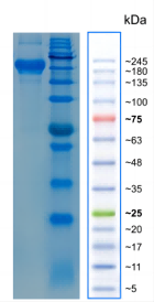 TNFR2(1).png
