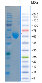 人源CD4(1).png