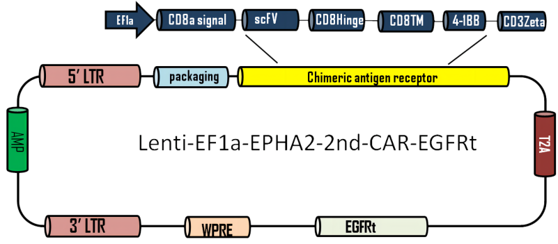 LIC005A(1).png