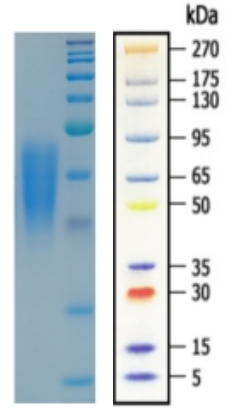 PD-1 HUMAN GEL.png