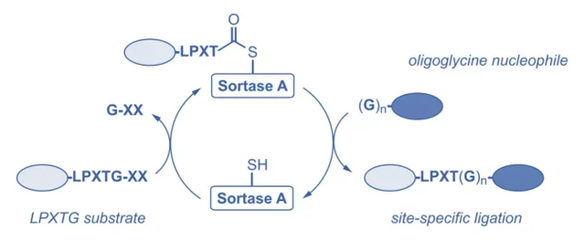 sortase A原理.png