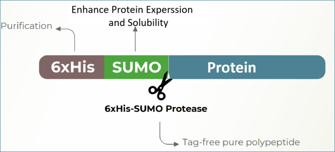sumo原理 (2) (1).png