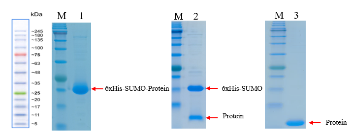 image (1).png