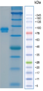 mouse nectin4.jpg
