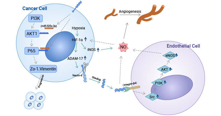 NECTIN-4.jpg