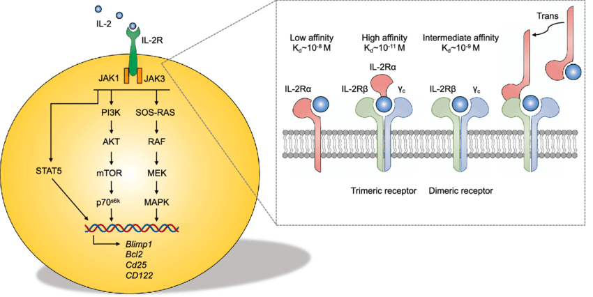 L-2-receptor-structure-and-signaling-IL-2-binds-to-the-IL-2Ra-CD25-with-low-affinity.png