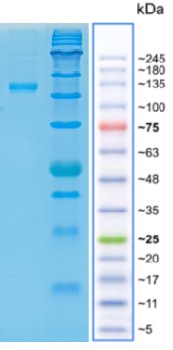 CD25-FC.jpg