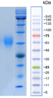 CD25-HIS.jpg