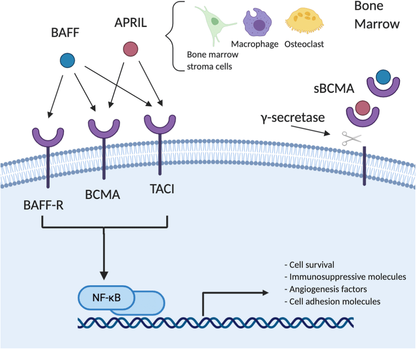 BCMA-signaling-pathway-BCMA-has-two-agonist-ligands-a-proliferation-inducing-ligand.png