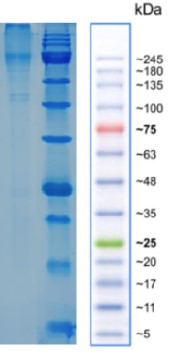FLT3-CYNO.jpg