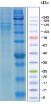 dll3-MOUSE-elisa.jpg