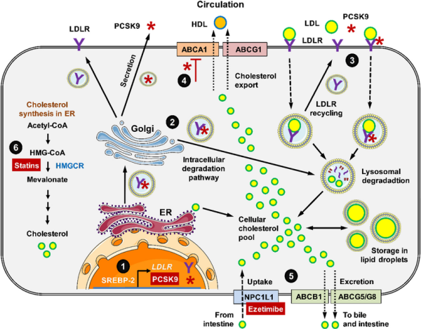 Schematic-overview-of-cellular-regulation-of-PCSK9-expression-processing-secretion.png