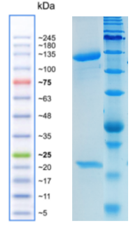 PCSK9_1.png
