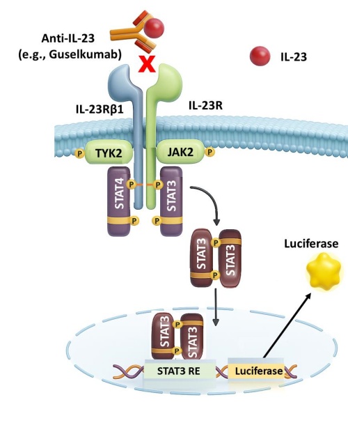 23 (1).jpg 23 (1).jpg