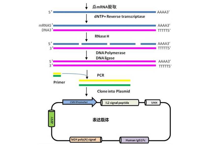 ABexpress单域抗体快速筛选平台