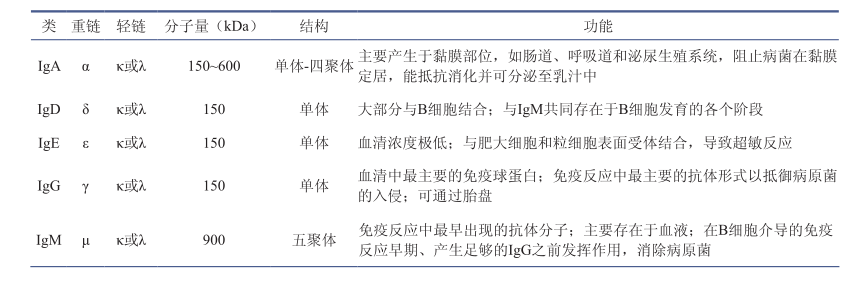 抗体类型.png