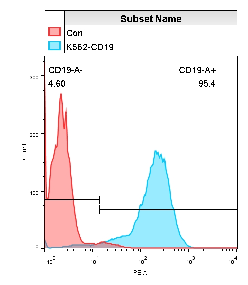 K562-CD19.jpg