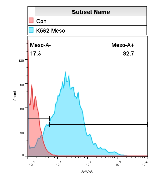 K562-Meso.jpg