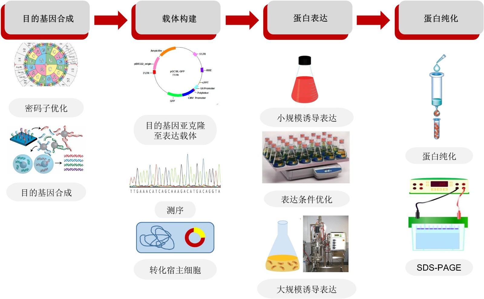 原核细胞.JPG