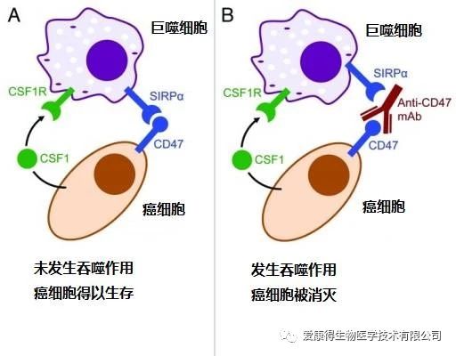 癌细胞.jpg