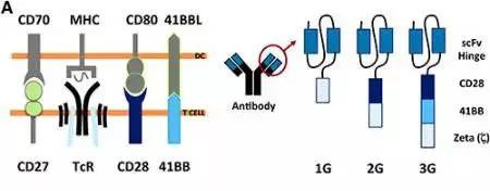 ANTIBODY.png