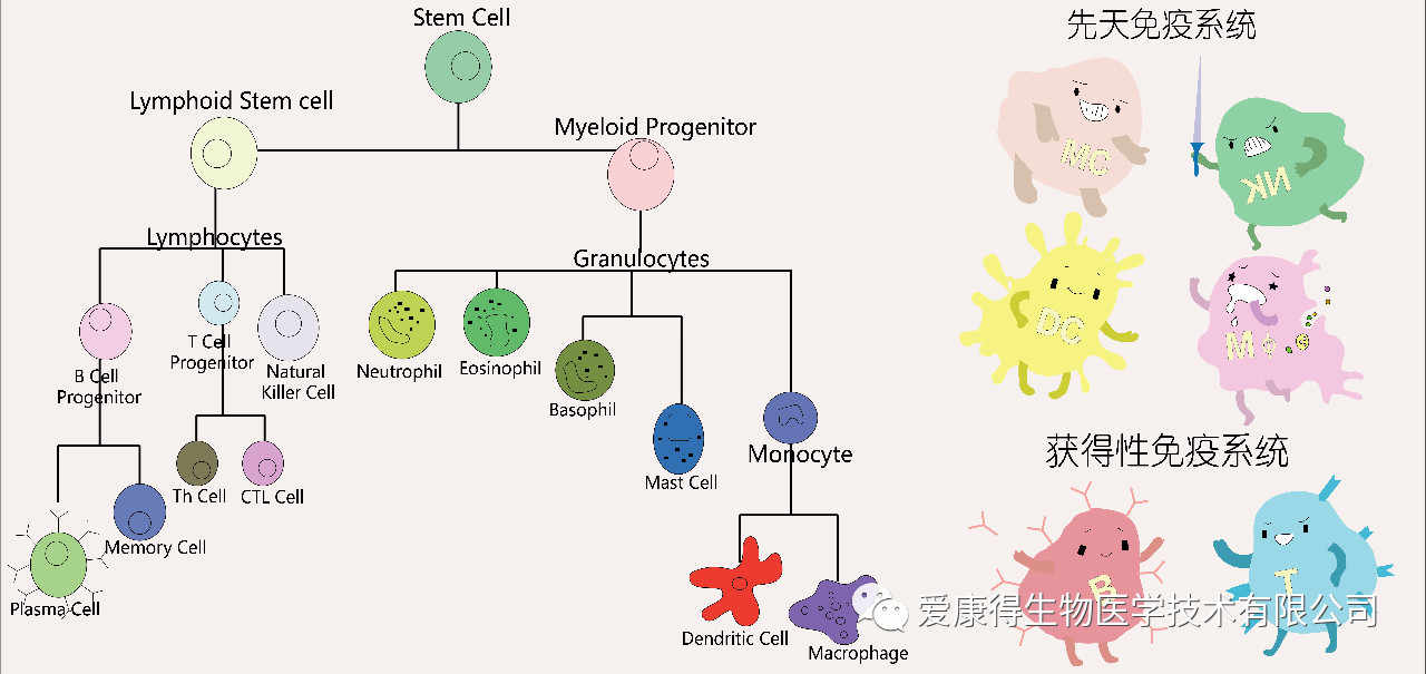 免疫细胞分类 爱康得.jpg