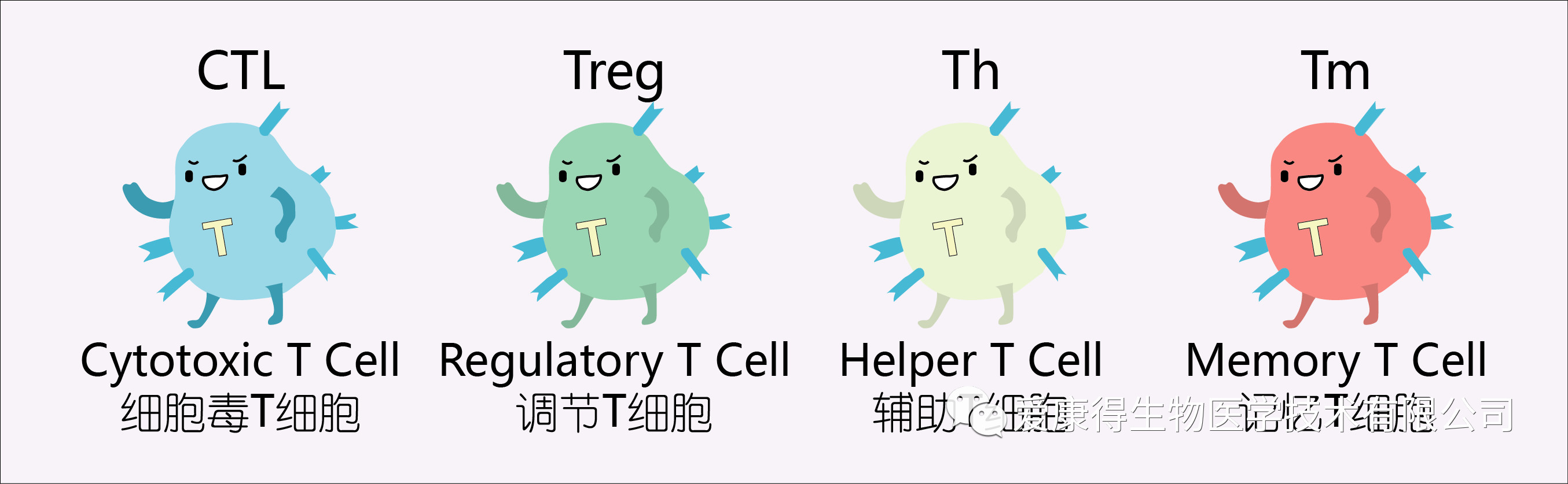 T细胞分类 爱康得.jpg