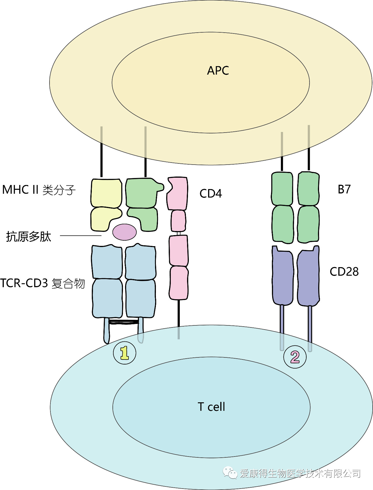 T细胞活化双信号 爱康得.jpg