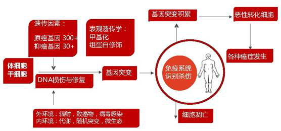CAR-T 肿瘤治疗 免疫治疗 图一.png