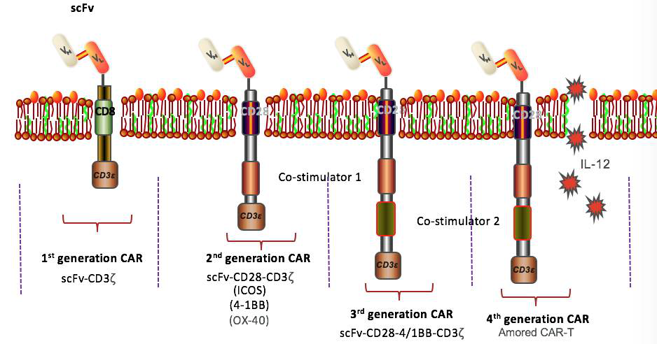 CAR-T 肿瘤治疗 免疫治疗 图三.png