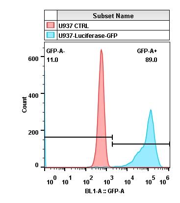 2019-11-18-U937-Luciferase-GFP.jpg