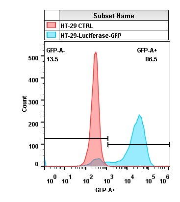2019-9-10-HT29-Luciferase-GFP.jpg
