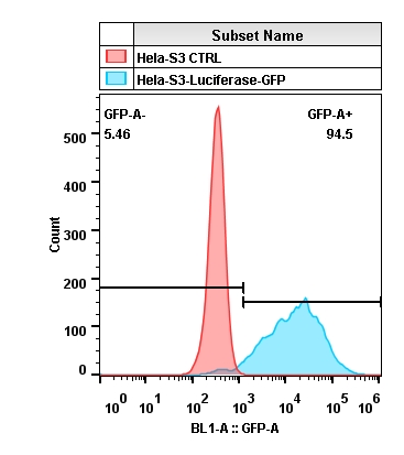 2019-11-18-Hela-S3-Luciferase-GFP.jpg
