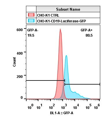 2018-8-23-CHO-K1-CD19-Luciferase-2A-GFP.jpg