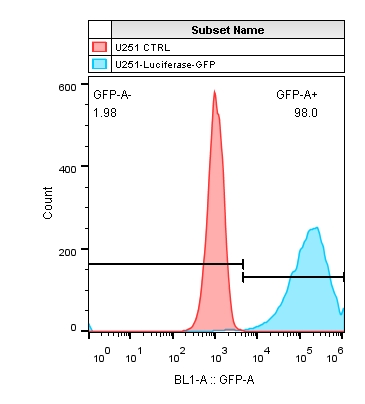 2019-11-18-U251-Luciferase-GFP.jpg