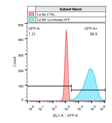 Ca-Ski-Luciferase-GFP .jpg
