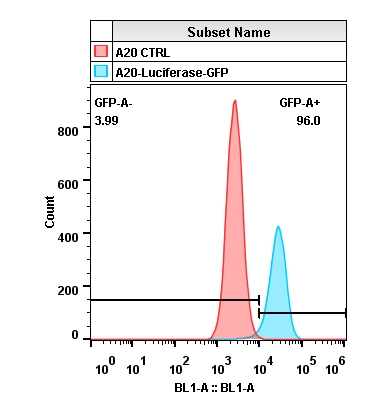 2020-4-22-A20-Luciferase-GFP(YL)(2)-Layout.jpg