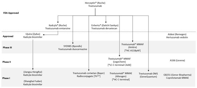 HER2-Overview.jpg