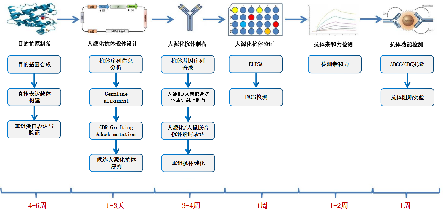 人源化.png