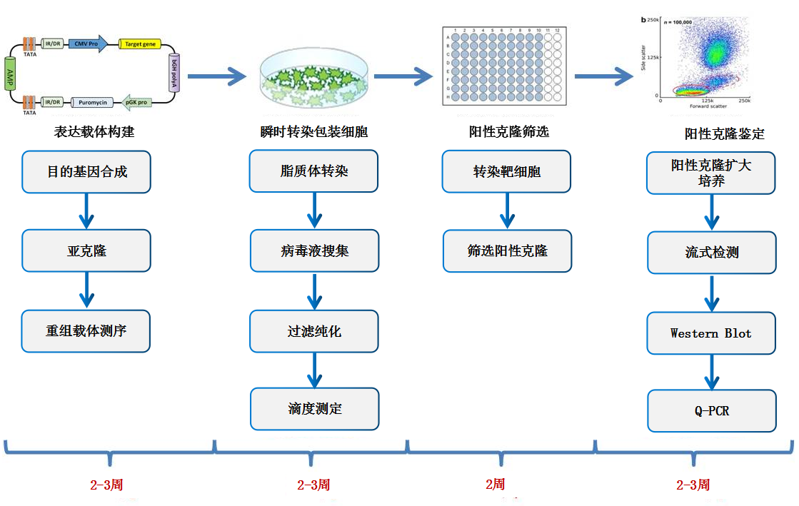 重组细胞株.png