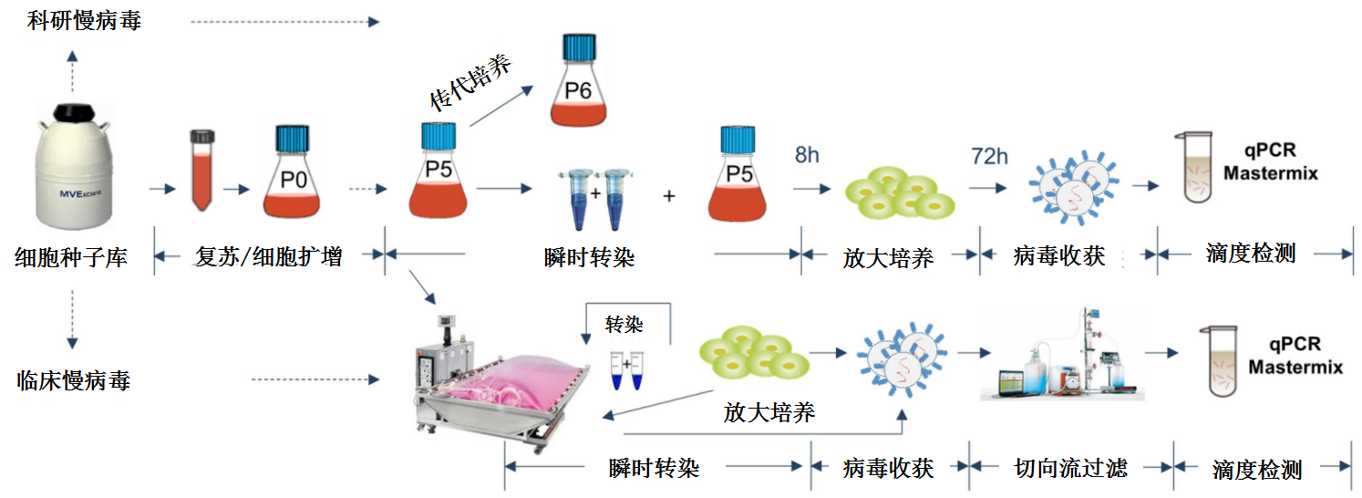 慢病毒悬浮.png