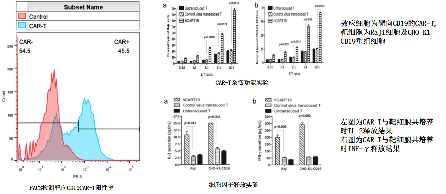 CAR-T体外.png